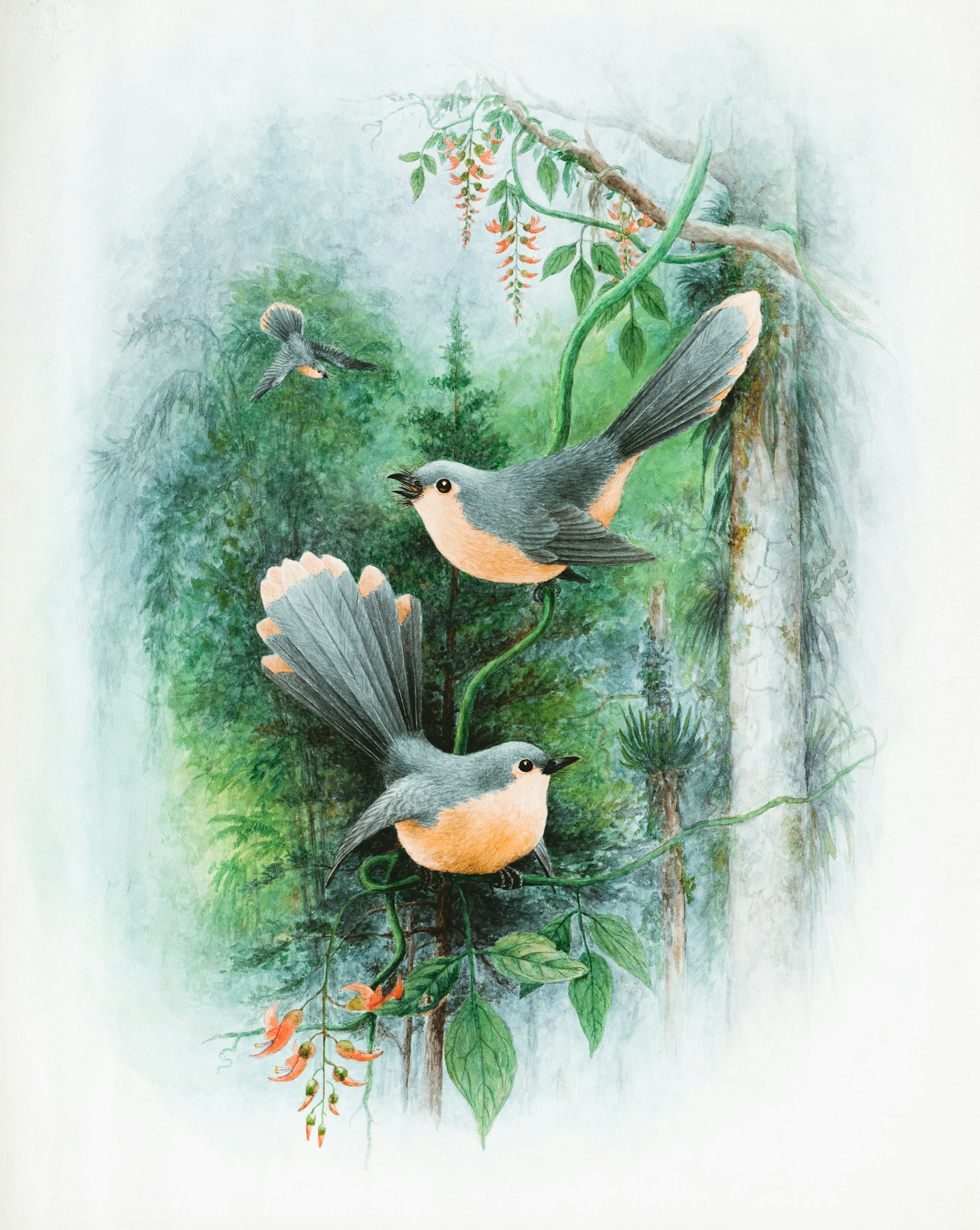 Vintage Songbirds Canvas Wall Art – Botanical Bird Illustration for Home & Office Décor